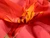 Dressmaking Fabric  | Jewel Lily Viscose Lawn - Pink | Fabric Godmother 