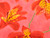 Dressmaking Fabric  | Jewel Lily Viscose Lawn - Pink | Fabric Godmother 