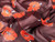 Dressmaking Fabric | Liberty Fabrics Fallen Poppies Silk Chiffon - Burgundy & Red | Fabric Godmother  Dressmaking Fabric | Liberty Fabrics Fallen Poppies Silk Chiffon - Burgundy & Red | Fabric Godmother