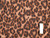Dressmaking Fabric | Ace Animal Print Quilted Puffer - Brown | Fabric Godmother  Dressmaking Fabric | Ace Animal Print Quilted Puffer - Brown | Fabric Godmother