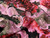 Dressmaking Fabric | Peony Viscose Crepe - Black | Fabric Godmother 