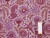 Dressmaking Fabric | Leopard Sun Cotton Mix Jacquard - Lilac & Burgundy | Fabric Godmother  Dressmaking Fabric | Leopard Sun Cotton Mix Jacquard - Lilac & Burgundy | Fabric Godmother