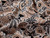 Dressmaking Fabric | Leopard Sun Cotton Mix Jacquard - Black & Taupe | Fabric Godmother  Dressmaking Fabric | Leopard Sun Cotton Mix Jacquard - Black & Taupe | Fabric Godmother