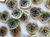 Haberdashery | Eye Shell Heart Buttons - 18mm - Pearl | Fabric Godmother 