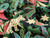 Dressmaking Fabric | Leo's Jungle Viscose & Linen - Green & Pink | Fabric Godmother