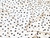 Dressmaking Fabric | Vivian Spot Viscose Crepe - Ivory | Fabric Godmother Dressmaking Fabric | Vivian Spot Viscose Crepe - Ivory | Fabric Godmother