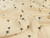 Dressmaking Fabric | Evan Embroidered Palm Double Gauze - Cream | Fabric Godmother 