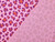 Dressmaking Fabric | Jemima Animal Print Double Gauze - Pink | Fabric Godmother