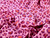 Dressmaking Fabric | Jemima Animal Print Double Gauze - Pink | Fabric Godmother