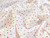 Dressmaking Fabric | Saira Mini Heart Cotton Poplin - Ivory | Fabric Godmother