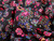 Dressmaking Fabric | Addie Floral Cotton Voile - Black | Fabric Godmother 