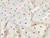 Dressmaking Fabric | Mini Cherry Cotton Poplin - Ivory | Fabric Godmother 