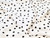 Dressmaking Fabric | Vivian Spot Viscose Crepe - Ivory | Fabric Godmother