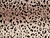 Dressmaking Fabric | Bria Animal Print Flocked Satin - Champagne | Fabric Godmother