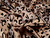 (80cm) Bria Animal Print Flocked Satin - Champagne SECOND