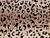 Dressmaking Fabric | Bria Animal Print Flocked Satin - Champagne | Fabric Godmother