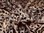 Dressmaking Fabric | Bria Animal Print Flocked Satin - Champagne | Fabric Godmother