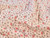 Dressmaking Fabric | Rose Reversible Quilted Cotton - Light Pink | Fabric Godmother 
