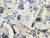 Dressmaking Fabric | Aneira Floral 100% Linen - Ivory | Fabric Godmother 