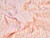 Dressmaking Fabric | Aubrey Floral Stripe Double Gauze - Pink | Fabric Godmother 