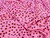 Dressmaking Fabric | Vivian Spot Viscose Crepe - Pink | Fabric Godmother