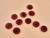 Haberdashery | Corozo Buttons - 23mm - Burgundy | Fabric Godmother