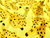 Dressmaking Fabric | Platano Viscose & Linen - Yellow | Fabric Godmother