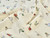Dressmaking Fabric | Aperitivo Viscose Crepe - Ivory | Fabric Godmother