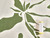 Dressmaking Fabric | Gaia Floral Viscose Twill - Green | Fabric Godmother 