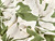 Gaia Floral Viscose Twill - Green