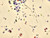 Dressmaking Fabric | Lottie Floral Silk & Cotton - Light Yellow | Fabric Godmother 