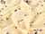 Dressmaking Fabric | Lottie Floral Silk & Cotton - Light Yellow | Fabric Godmother 