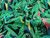 Basil Tropical Cotton Poplin - Black