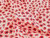 Dressmaking Fabric | Wild Poppy Floral Cotton Poplin - Cream | Fabric Godmother