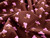 Dressmaking Fabric | Jillian Floral Needlecord - Brown | Fabric Godmother