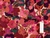 Dressmaking Fabric | Liberty Fabrics Tana Lawn® Prospect Flower - Pink | Fabric Godmother 