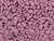 Dressmaking Fabric | Jude Animal Sherpa - Burgundy & Pink | Fabric Godmother