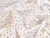 Dressmaking Fabric | Saira Mini Heart Cotton Poplin - Ivory | Fabric Godmother