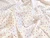 Dressmaking Fabric | Saira Mini Heart Cotton Poplin - Ivory | Fabric Godmother