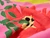Dressmaking Fabric | Tiana Floral Cotton Lawn - Pink | Fabric Godmother
