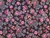 Dressmaking Fabric | Addie Floral Cotton Voile - Black | Fabric Godmother 