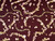 Dressmaking Fabric | Adelie Floral Viscose Lawn - Purple | Fabric Godmother