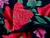(60cm) Maeve Rose Viscose Twill - Black & Red