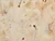 Dressmaking Fabric | Solomon 8oz Denim  - Cream | Fabric Godmother