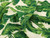 Dressmaking Fabric | Bahama Viscose & Linen - Ivory | Fabric Godmother
