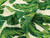 Dressmaking Fabric | Bahama Viscose & Linen - Ivory | Fabric Godmother