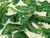 Dressmaking Fabric | Bahama Viscose & Linen - Ivory | Fabric Godmother