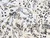 Dressmaking Fabric | Cullodina Viscose Jersey - Ivory | Fabric Godmother 
