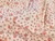 Dressmaking Fabric | Rose Reversible Quilted Cotton - Light Pink | Fabric Godmother 