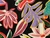 Dressmaking Fabric | Tropical Flower Viscose Crepe - Multi| Fabric Godmother